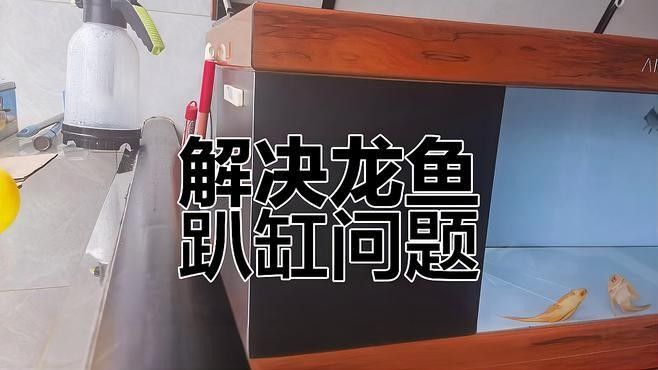 龍魚趴缸的兩種原因及應對方法，龍魚在缸中自由游動可能是一項挑戰