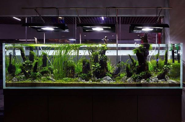 紅龍魚養殖基地選擇紅龍魚養殖基地是紅龍魚養殖基地的重要因素，中國紅龍魚養殖基地選擇