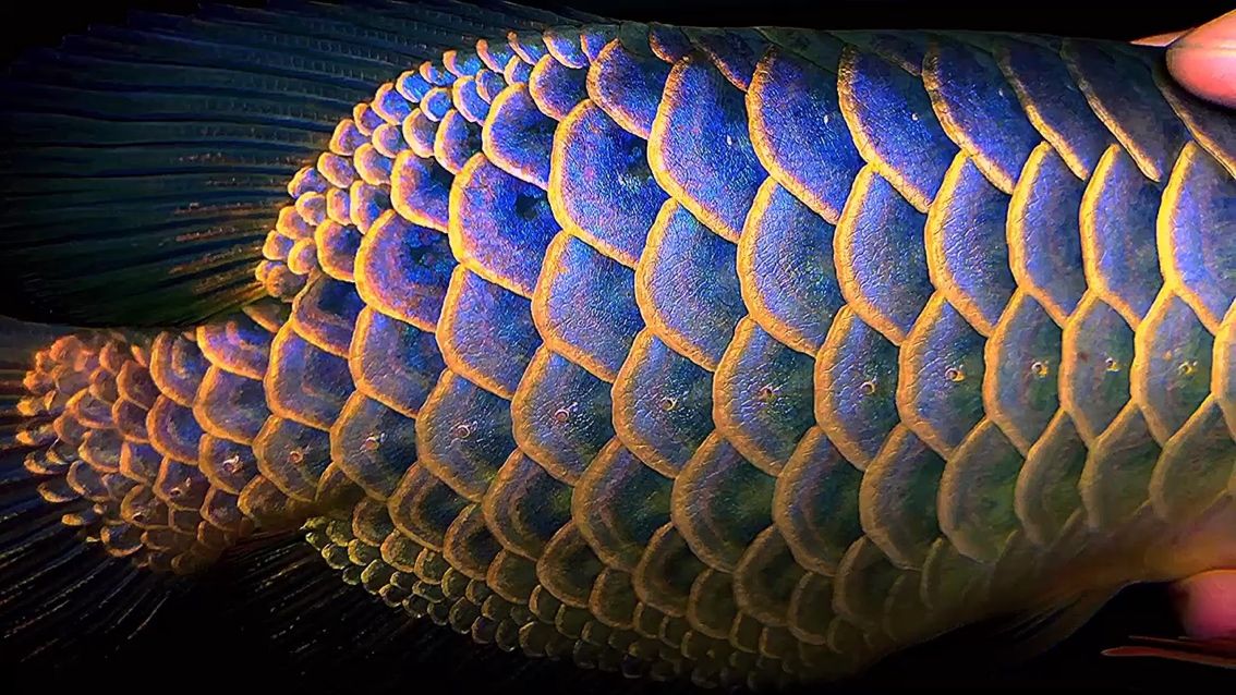 全網最牛古典翡翠藍過背，看看你家的過背是不是這樣的，全網最牛古典翡翠藍過背