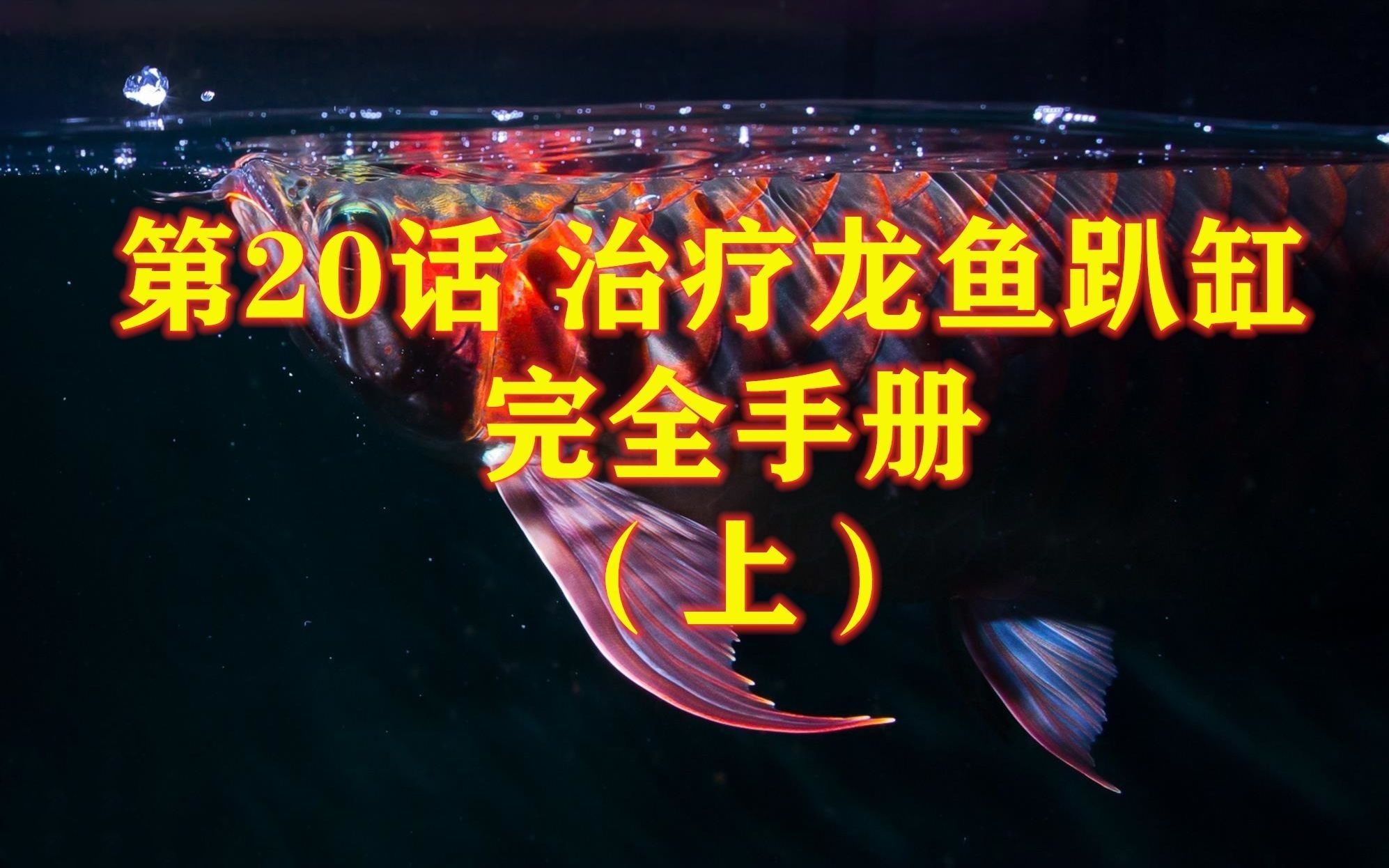 龍魚不開燈但趴在缸底是生病了嗎？，如何治療龍魚趴缸問題完全手冊