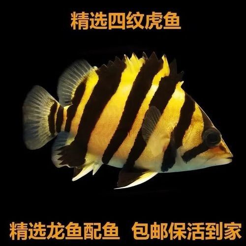 蘇虎品牌是雜牌還是名牌？，蘇虎品牌是什么？