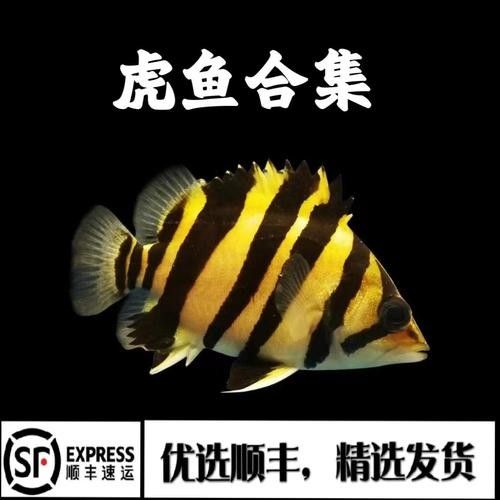 蘇虎品牌是雜牌還是名牌？，蘇虎品牌是什么？