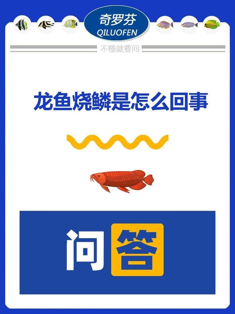 龍魚鱗片邊緣翹起如何預防龍魚鱗片翹起這些原因和應對方法你必須知道，龍魚鱗片翹起來怎么辦？