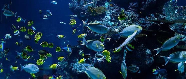 金龍魚和福臨門：金龍魚與福臨門：中國糧油市場的兩大巨頭，金龍魚與福臨門是中國糧油行業的兩大巨頭