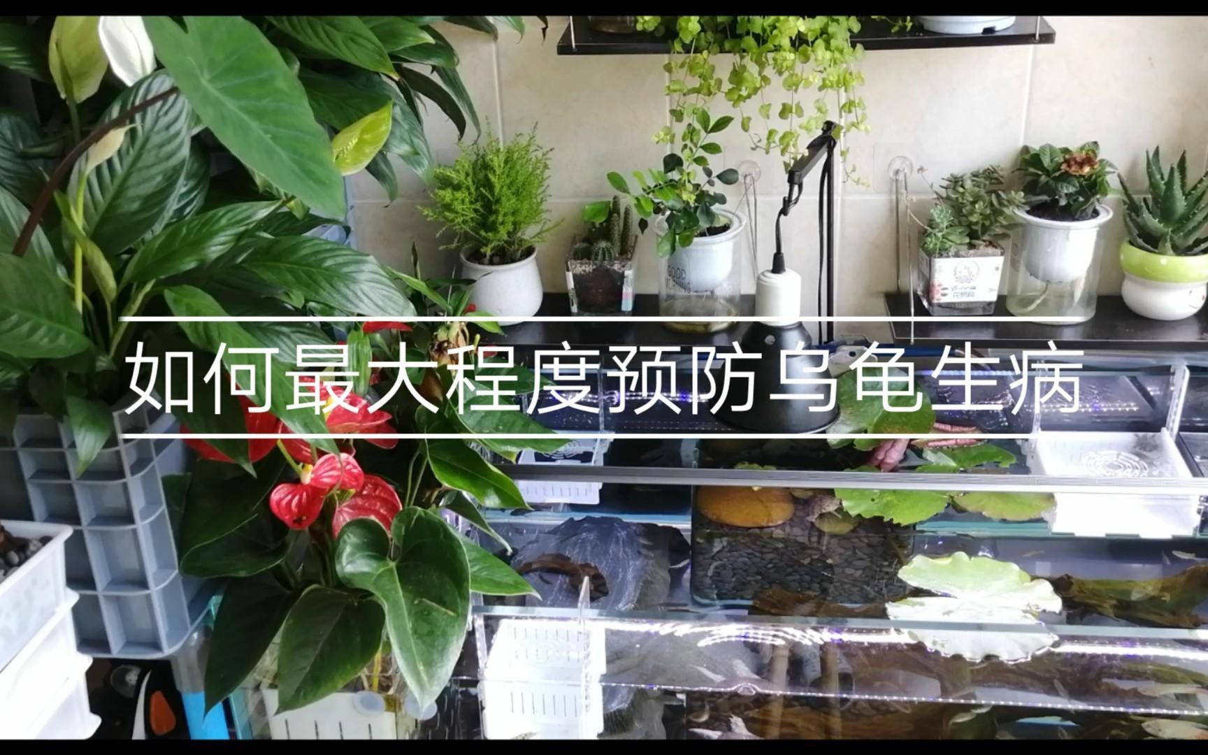 如何辨別臺(tái)灣烏龜龍魚活苗的質(zhì)量？，臺(tái)灣烏龜龍魚活苗價(jià)格是多少臺(tái)灣烏龜龍魚活苗價(jià)格是多少