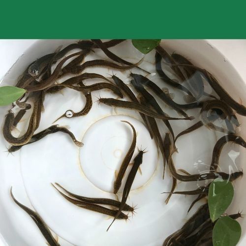 如何辨別臺(tái)灣烏龜龍魚活苗的質(zhì)量？，臺(tái)灣烏龜龍魚活苗價(jià)格是多少臺(tái)灣烏龜龍魚活苗價(jià)格是多少