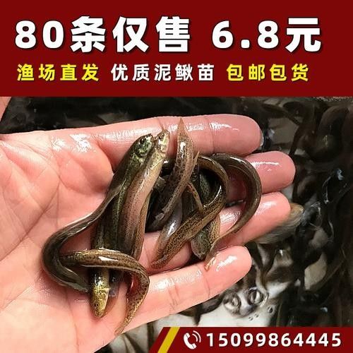 如何辨別臺(tái)灣烏龜龍魚活苗的質(zhì)量？，臺(tái)灣烏龜龍魚活苗價(jià)格是多少臺(tái)灣烏龜龍魚活苗價(jià)格是多少