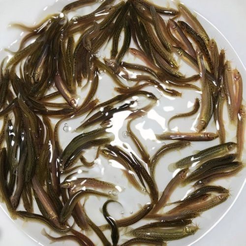 如何辨別臺(tái)灣烏龜龍魚活苗的質(zhì)量？，臺(tái)灣烏龜龍魚活苗價(jià)格是多少臺(tái)灣烏龜龍魚活苗價(jià)格是多少
