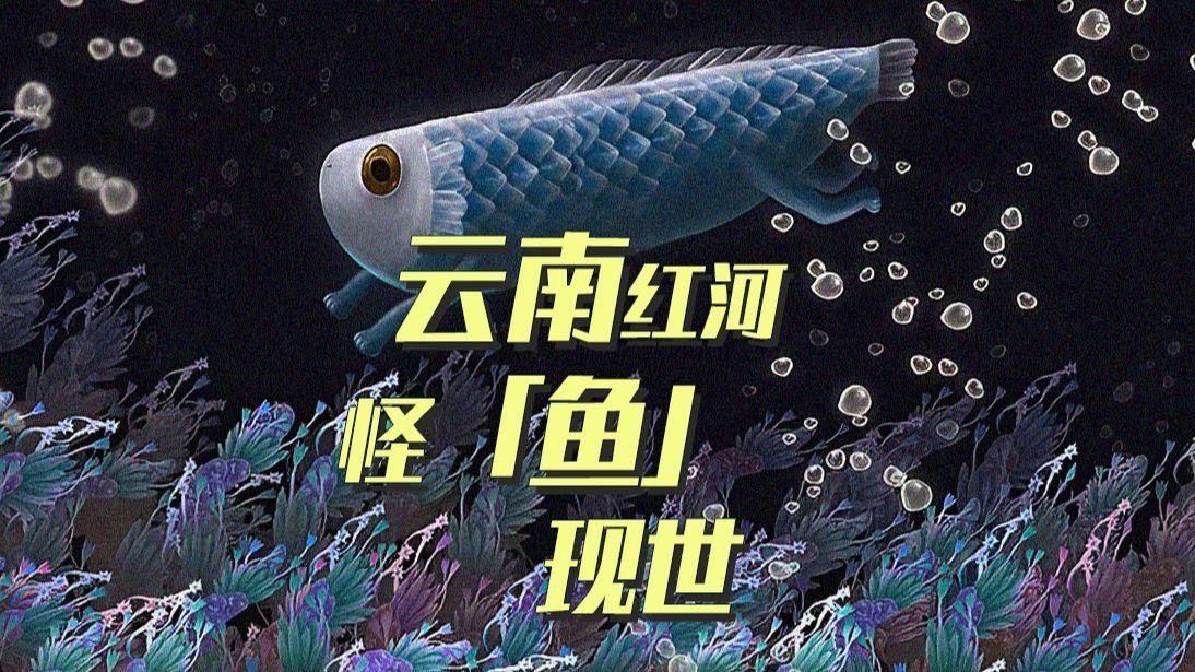 紅河地區的野生魚類有哪些？，云南紅河地區的野生魚類