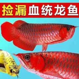 廬江紅龍魚飼養技巧:如何避免發黃保持紅色全民小視頻，廬江紅龍魚的飼養技巧