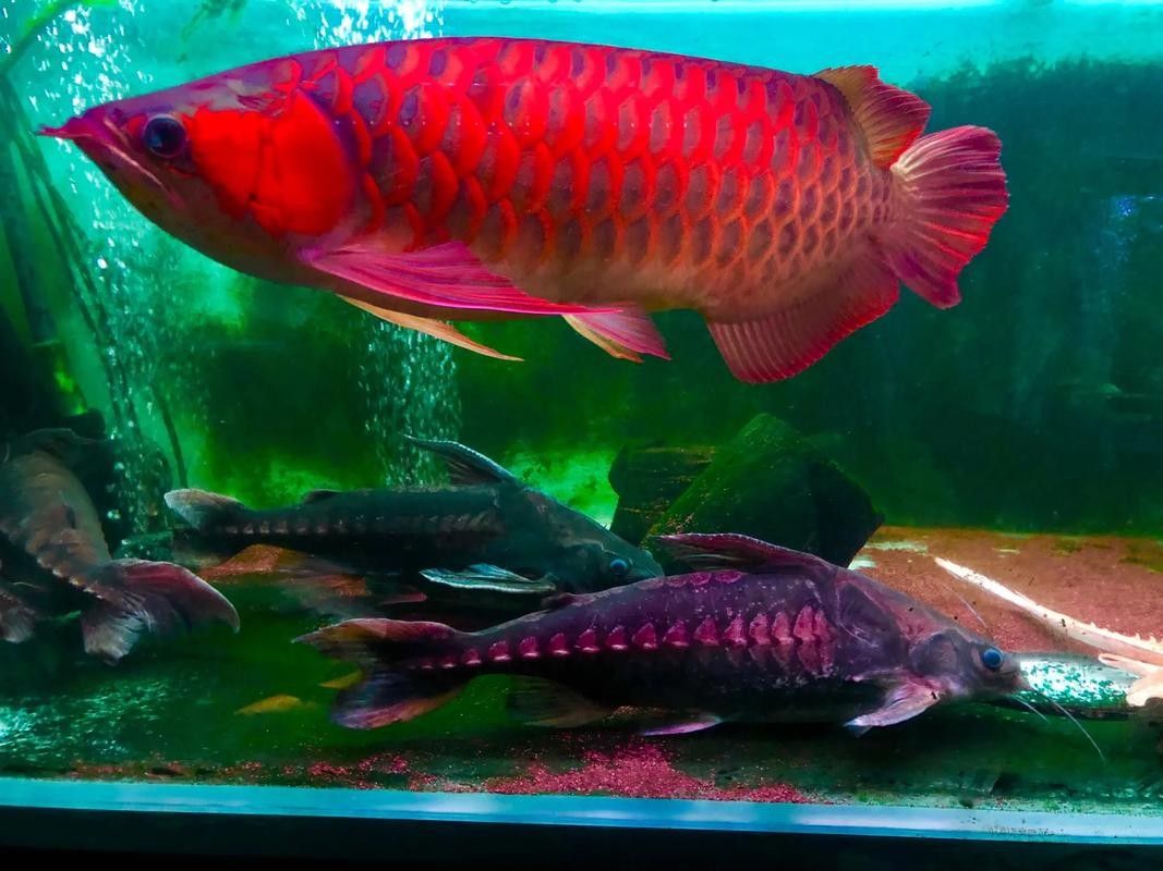 廬江紅龍魚飼養技巧:如何避免發黃保持紅色全民小視頻，廬江紅龍魚的飼養技巧