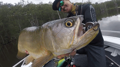 常見的寵物魚種類和寵物魚的種類和特點和特點和魅力，寵物魚的種類有哪些