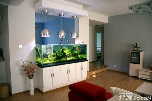 紅龍魚長到多大才不膽小？，如何讓紅龍魚不膽小