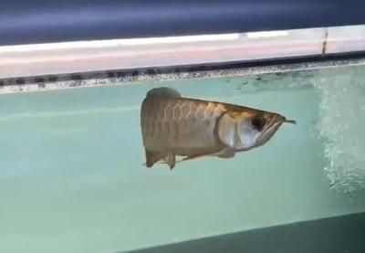 龍魚常見的病治療方法包括使用抗生素藥物治療方法和治療方法，龍魚常見的病以及治療方法
