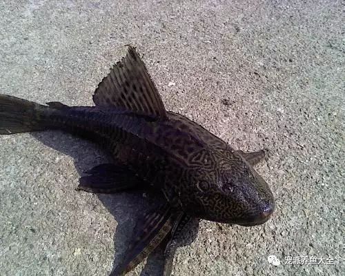 龍魚掉眼手術(shù)后遺癥及其影響，龍魚掉眼手術(shù)后遺癥
