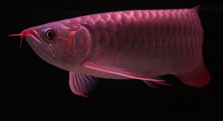 呼和浩特龍魚養殖基地的具體位置和聯系方式和聯系方式，關于呼和浩特龍魚養殖基地位置的問題