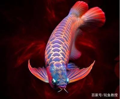 雷龍魚(yú)和龍魚(yú)的價(jià)格是否有差距，雷龍魚(yú)和龍魚(yú)的價(jià)格差距有何不同，雷龍魚(yú)與龍魚(yú)在飼養(yǎng)方式上有何不同？
