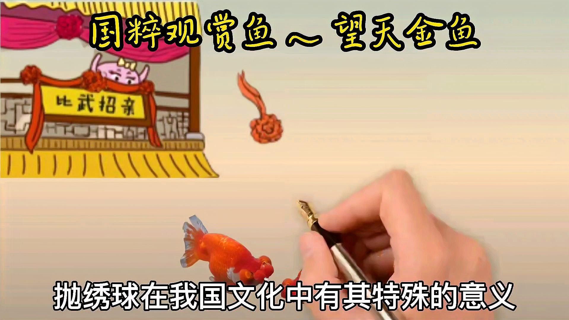 朝天龍魚的養殖技術，朝天龍魚在哪些地區常見，朝天龍魚的養殖技巧是什么