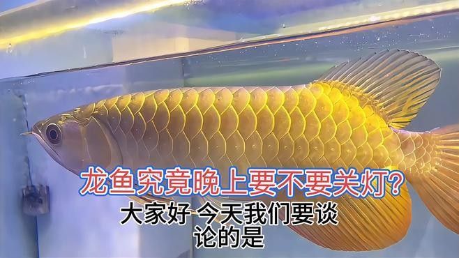 龍魚(yú)晚上需要開(kāi)燈嗎，龍魚(yú)晚上開(kāi)燈對(duì)龍魚(yú)有害嗎如何正確飼養(yǎng)金龍紅龍紅龍