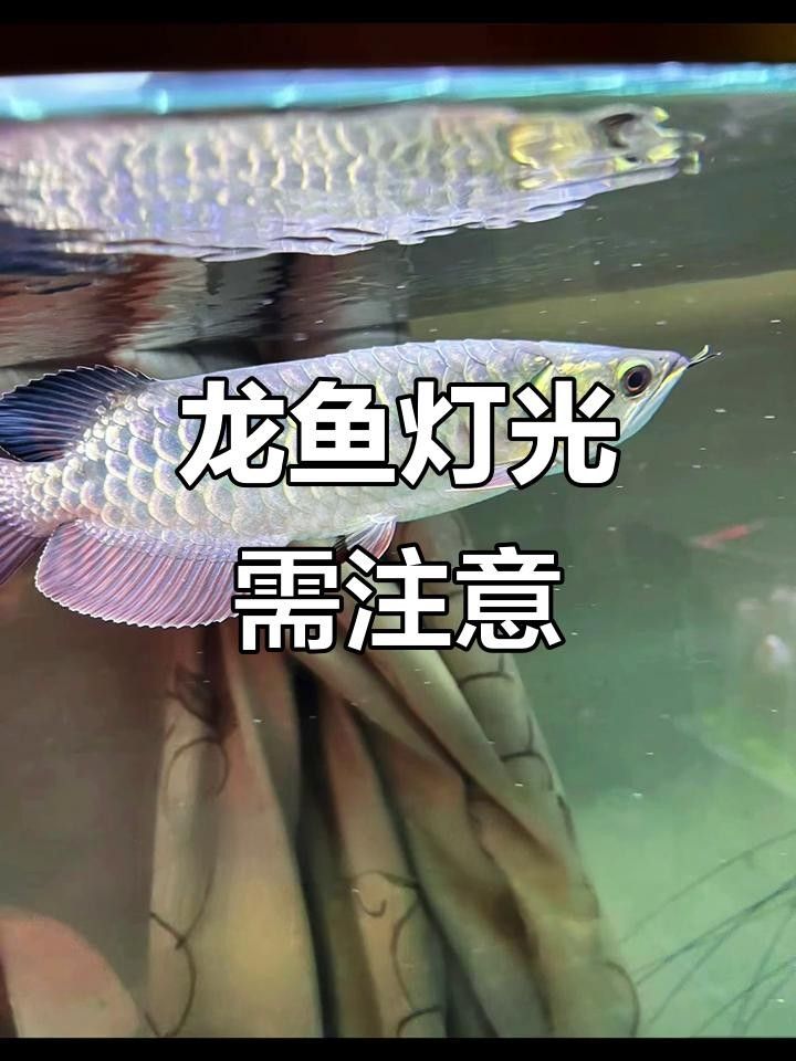 龍魚(yú)晚上需要開(kāi)燈嗎，龍魚(yú)晚上開(kāi)燈對(duì)龍魚(yú)有害嗎如何正確飼養(yǎng)金龍紅龍紅龍
