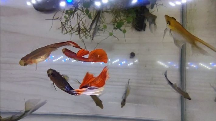 龍魚食欲不振怎么辦，龍魚不怎么吃食怎么辦