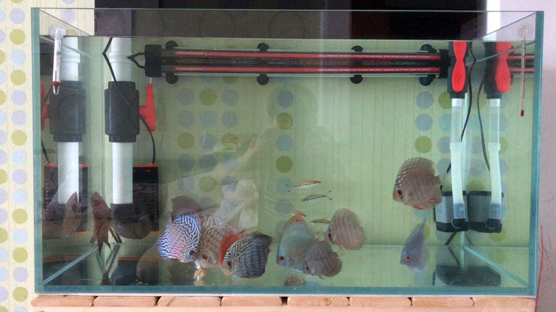 保定水族館神仙雞蝦堡，保定水族館推出“神仙雞蝦堡”