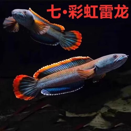 雷龍魚大全之常見中型雷龍魚，冷水雷龍魚品種價格