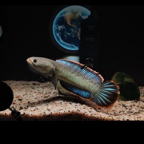 雷龍魚大全之常見中型雷龍魚，冷水雷龍魚品種價格