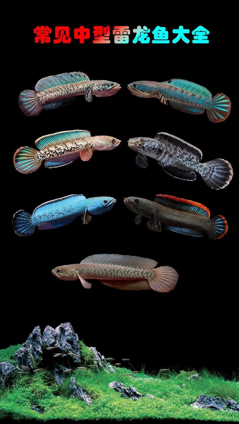雷龍魚大全之常見中型雷龍魚，冷水雷龍魚品種價(jià)格