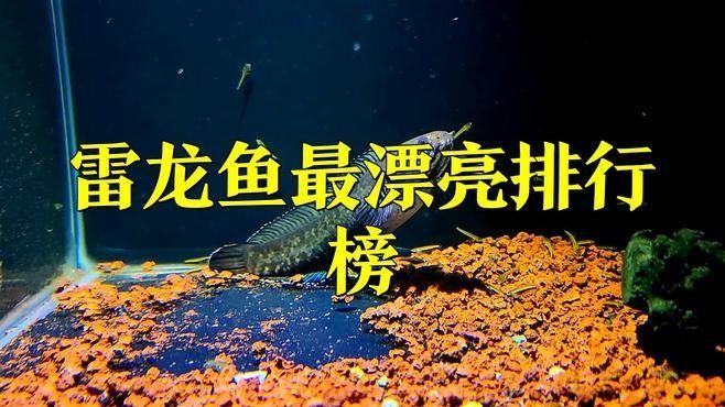 雷龍魚大全之常見中型雷龍魚，冷水雷龍魚品種價格