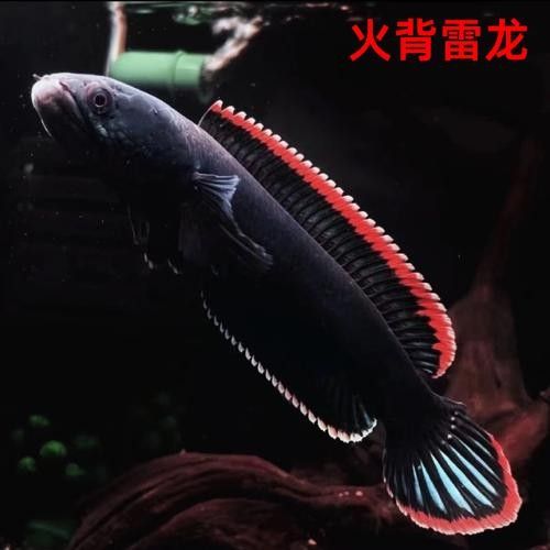 雷龍魚大全之常見中型雷龍魚，冷水雷龍魚品種價格