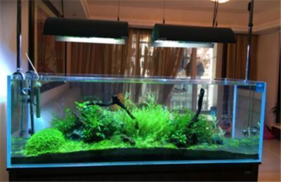 質最好的紅龍魚品種是什么，品質最好的紅龍魚品種是什么