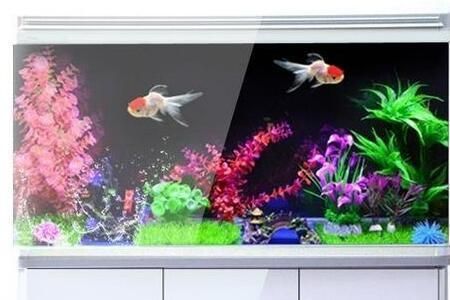 龍魚如何喂食飼料（16-18度,六角恐龍喜歡硬水），六角恐龍如何喂養(yǎng)