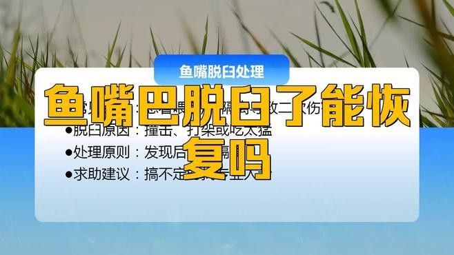 龍魚嘴撞歪了，最簡單的處理方法是使用牙簽或棉簽或棉簽或棉簽，龍魚嘴撞歪了怎么辦？