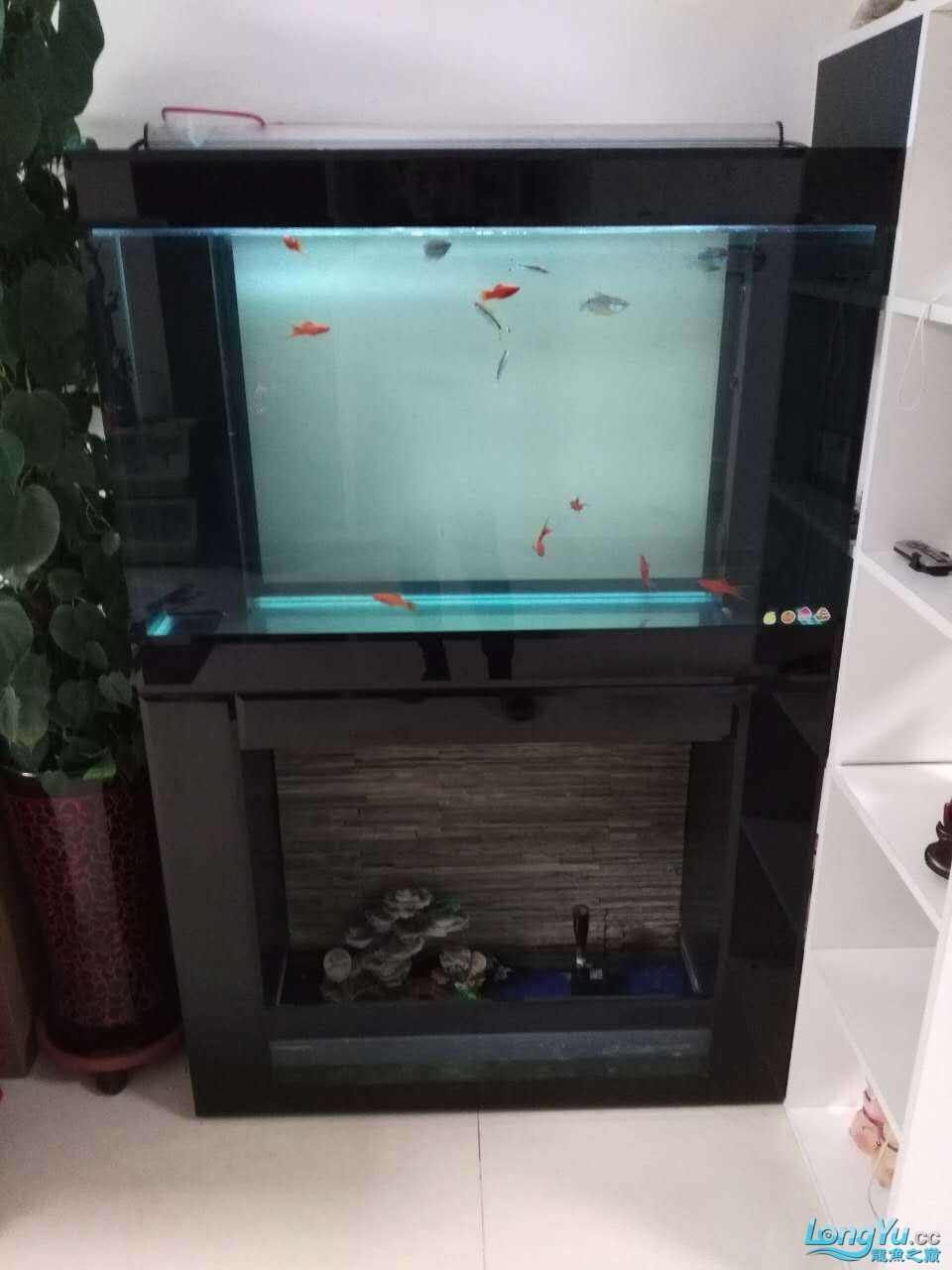 帝王龍魚會所助你圓夢病從口入，帝王龍魚會所助你圓夢+病從口入暗示了兩種可能的主題