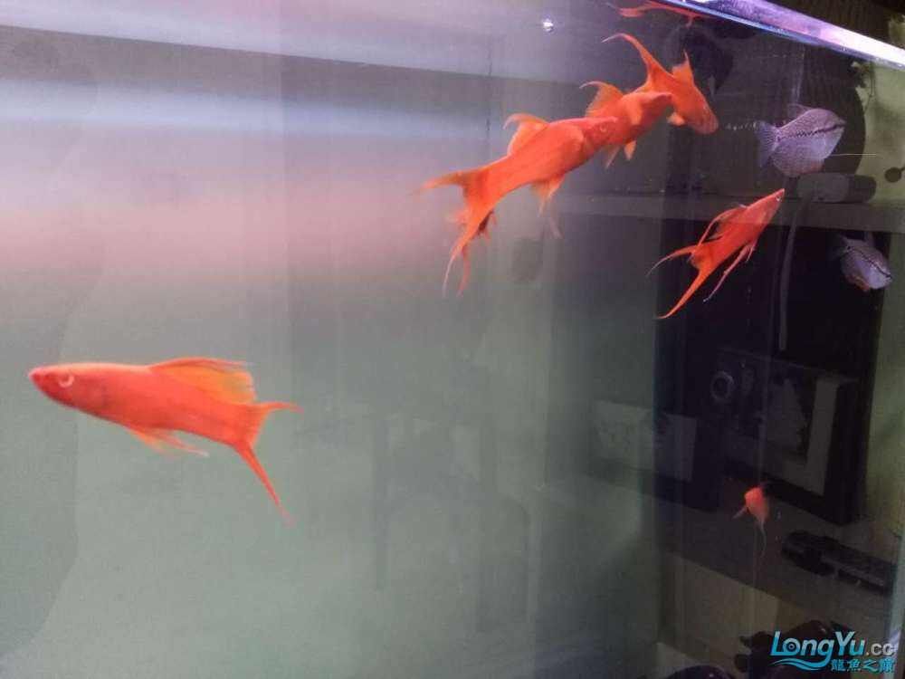 帝王龍魚會所助你圓夢病從口入，帝王龍魚會所助你圓夢+病從口入暗示了兩種可能的主題