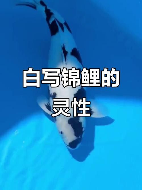 白寫錦鯉魚，你見過嗎？，白寫錦鯉魚常被用作裝飾品或擺放在家中以增添雅致氛圍