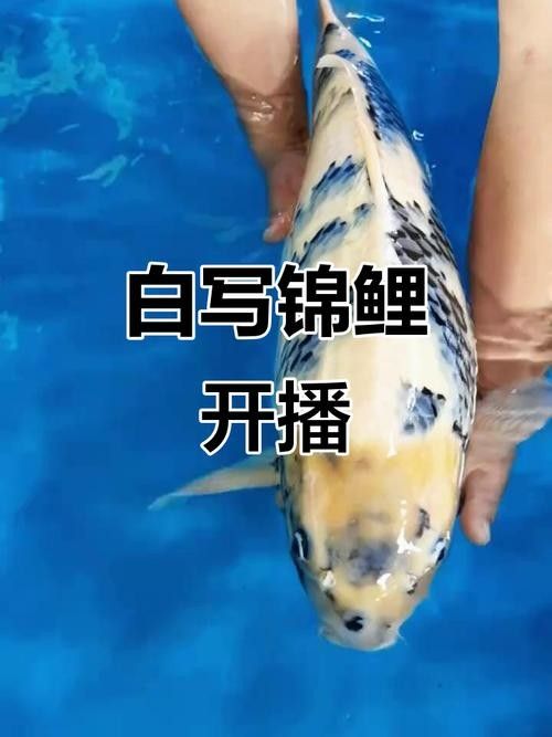 白寫錦鯉魚，你見過嗎？，白寫錦鯉魚常被用作裝飾品或擺放在家中以增添雅致氛圍