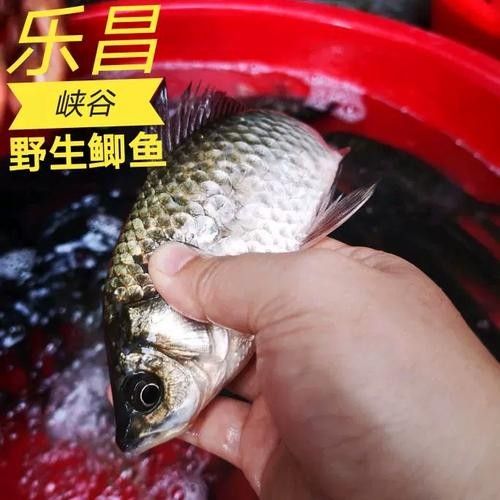 樂昌金龍魚是哪個牌子？，樂昌金龍魚是一個具有國際背景的知名糧油品牌并非雜牌