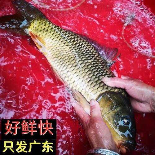 樂昌金龍魚是哪個牌子？，樂昌金龍魚是一個具有國際背景的知名糧油品牌并非雜牌