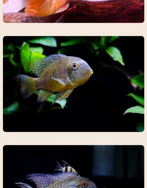 和尚魚的壽命有多長，，和尚魚圖片欣賞