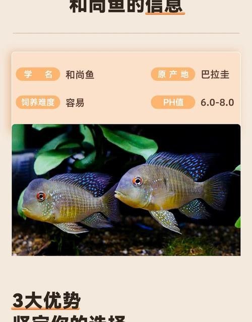 和尚魚的壽命有多長，，和尚魚圖片欣賞