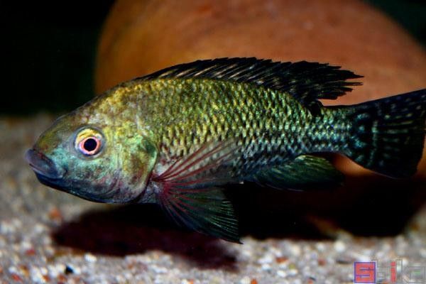 和尚魚的壽命有多長，，和尚魚圖片欣賞