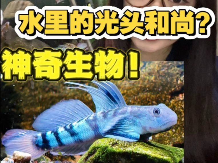 和尚魚的壽命有多長，，和尚魚圖片欣賞