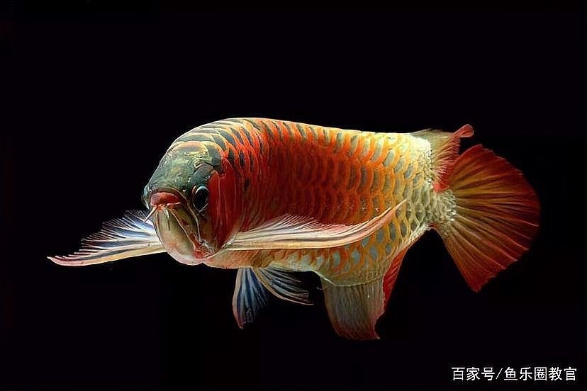 劍河龍魚的養殖環境要求是什么？，關于“劍河龍魚”的簡介