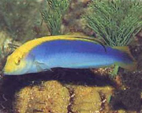 龍魚（亞洲龍魚）鰓蓋（operculum）的發(fā)色過程，龍魚的鰓蓋發(fā)色過程