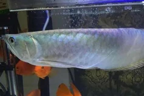 龍魚生病時，如何調節水溫？，龍魚生病時如何調節水溫