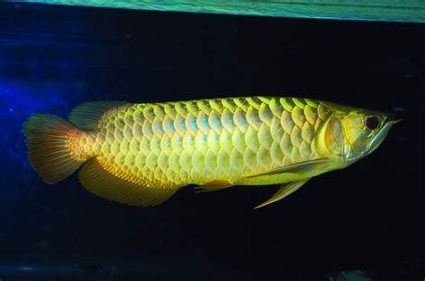 龍魚的燈光管理，每天開燈1-2小時龍魚開燈時間解析