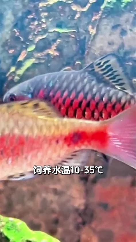 龍魚是否需要升溫，需要從以下幾個方面進行考慮，養(yǎng)魚經驗：龍魚是否需要升溫
