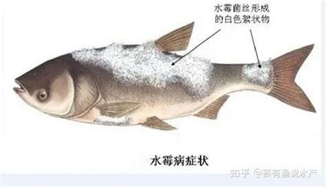 如何判斷龍魚是否感染水霉？，判斷龍魚是否感染了水霉是否感染了水霉的發(fā)病機(jī)制